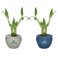 4" & 6"Lucky Bamboo Plant in 4" Ceramic Pot - 4 Shoots